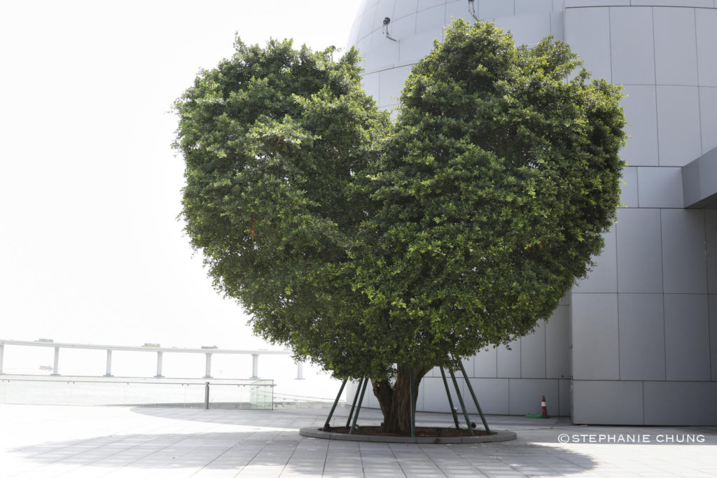heart-tree-macau